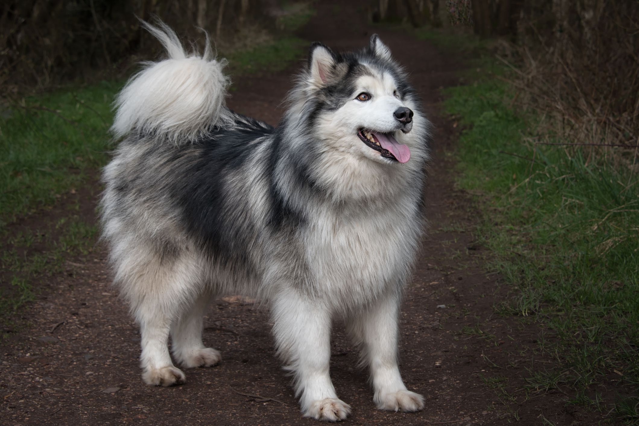 large husky looking dog