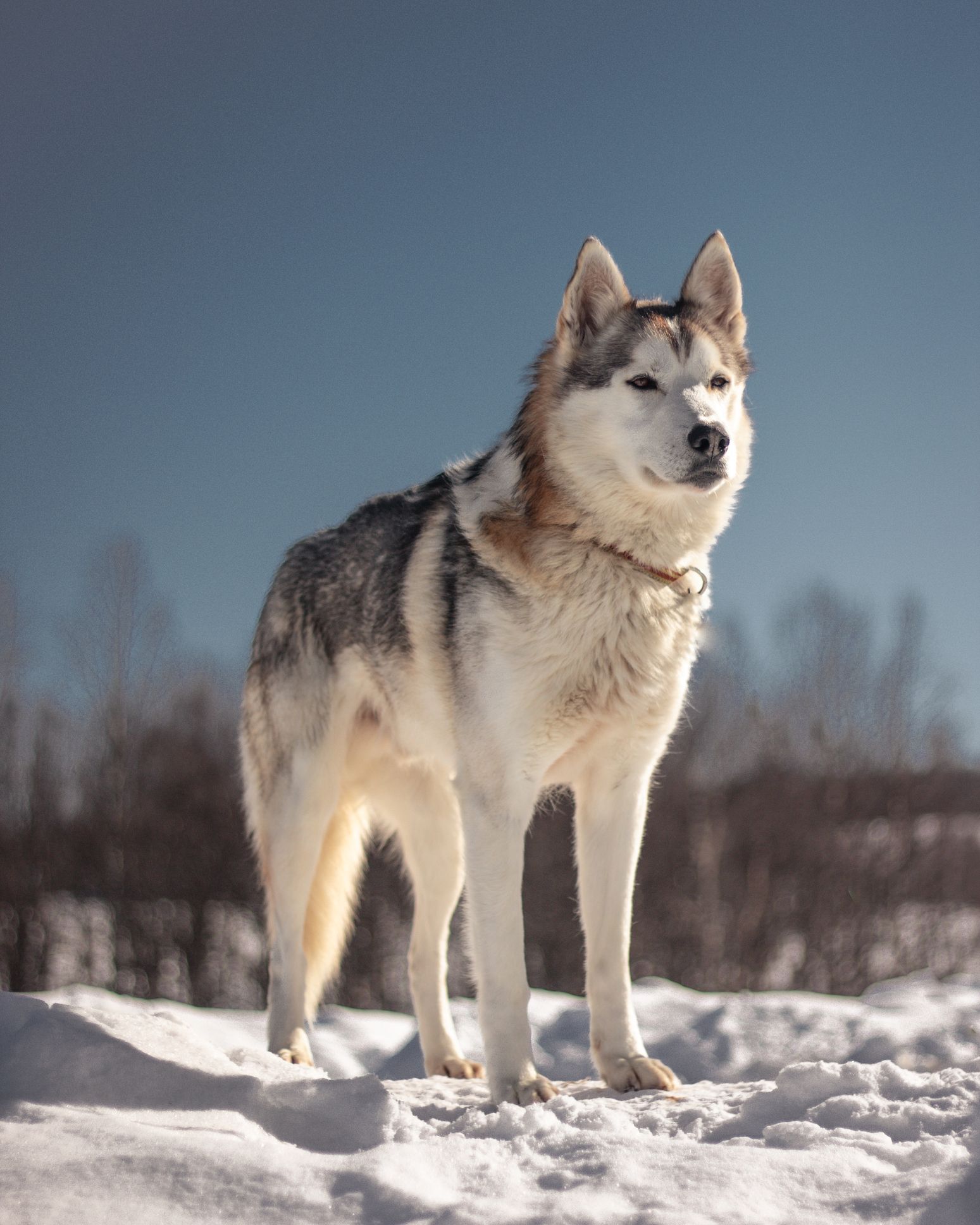 Are Siberian Huskies Big Dogs