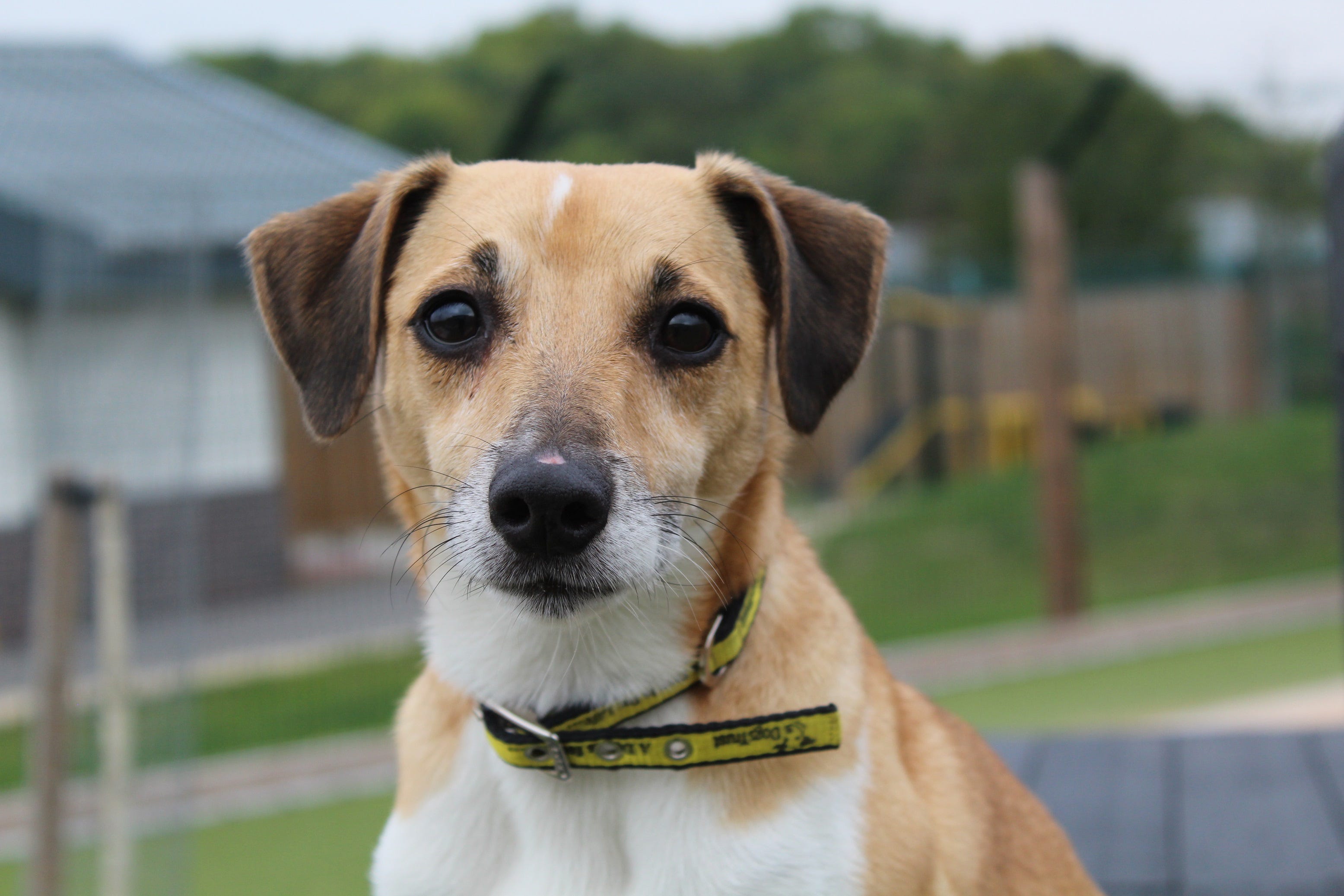 A Dogs Trust Shelter In Worcestershire Is Searching For A 'Guide Human ...