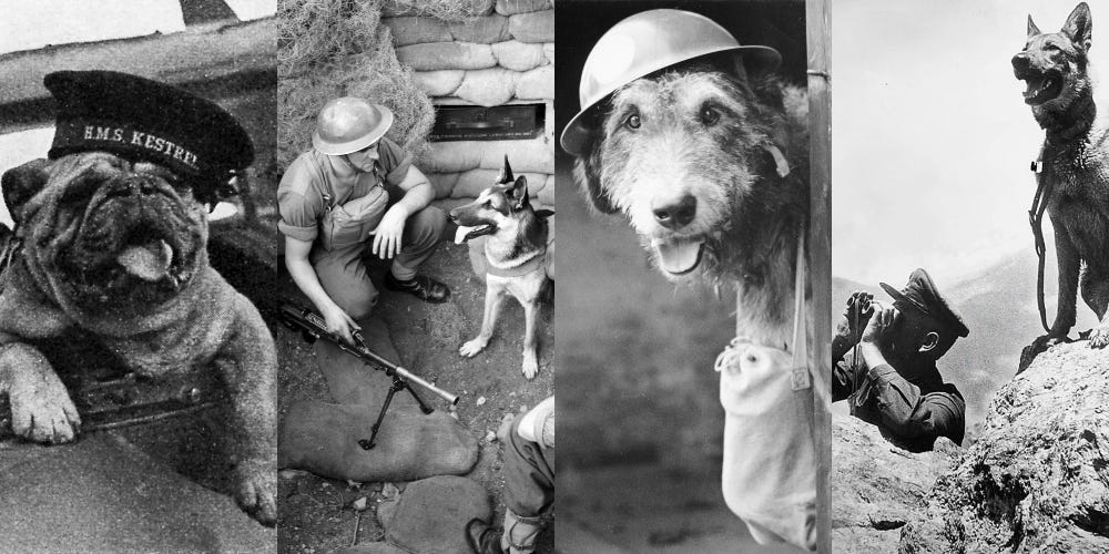 what were dogs used for in ww2