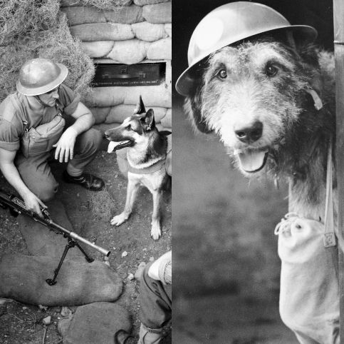VE Day: A tribute to the heroic dogs of the Second World War