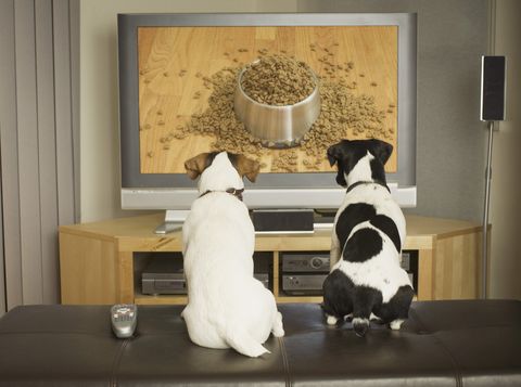 dogs watching dog dish with food on tv
