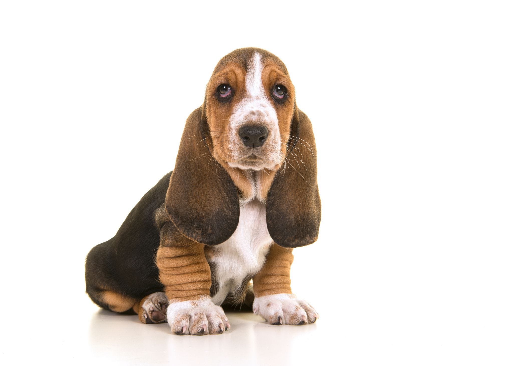 why do bassets have long ears