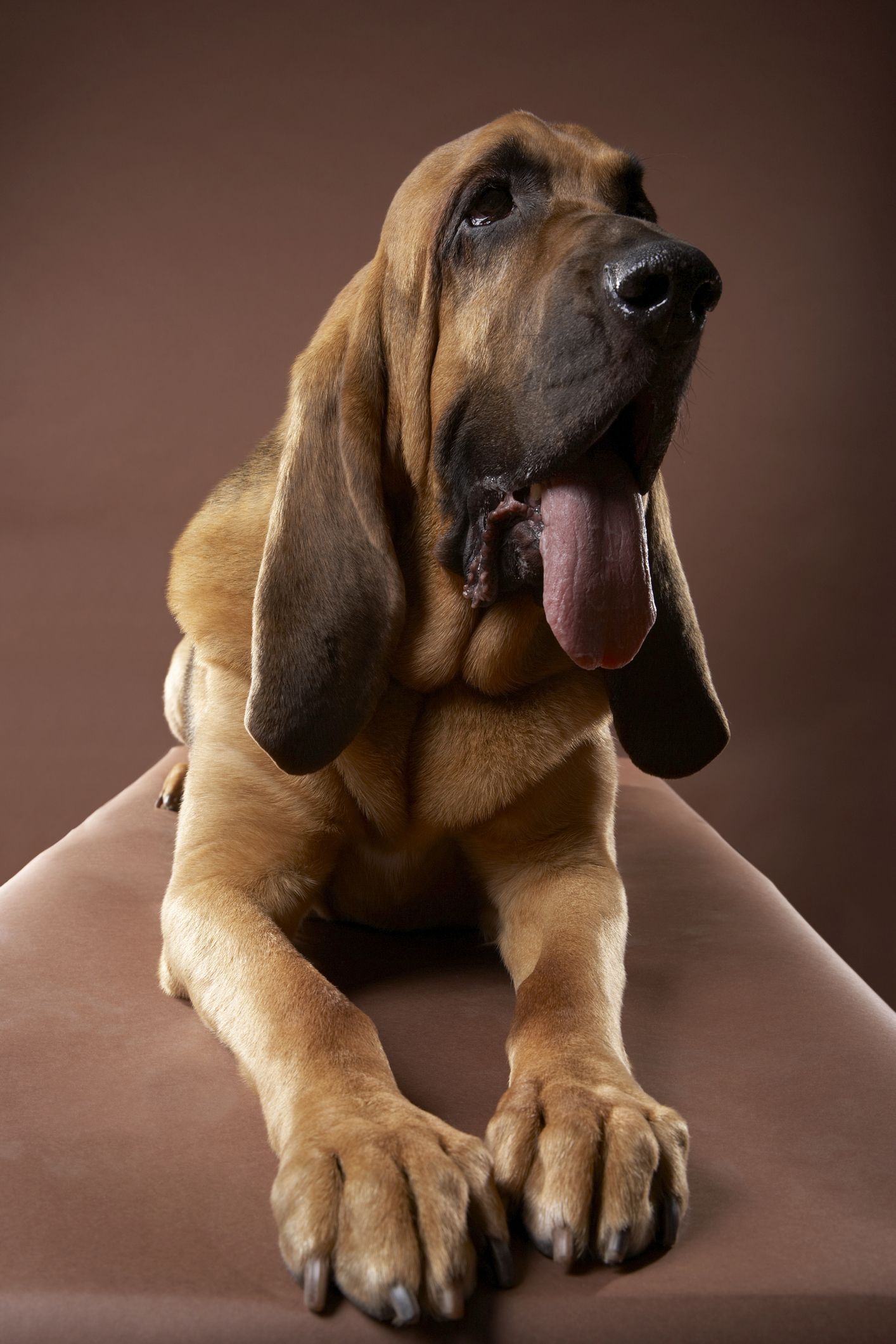 huge hound dog
