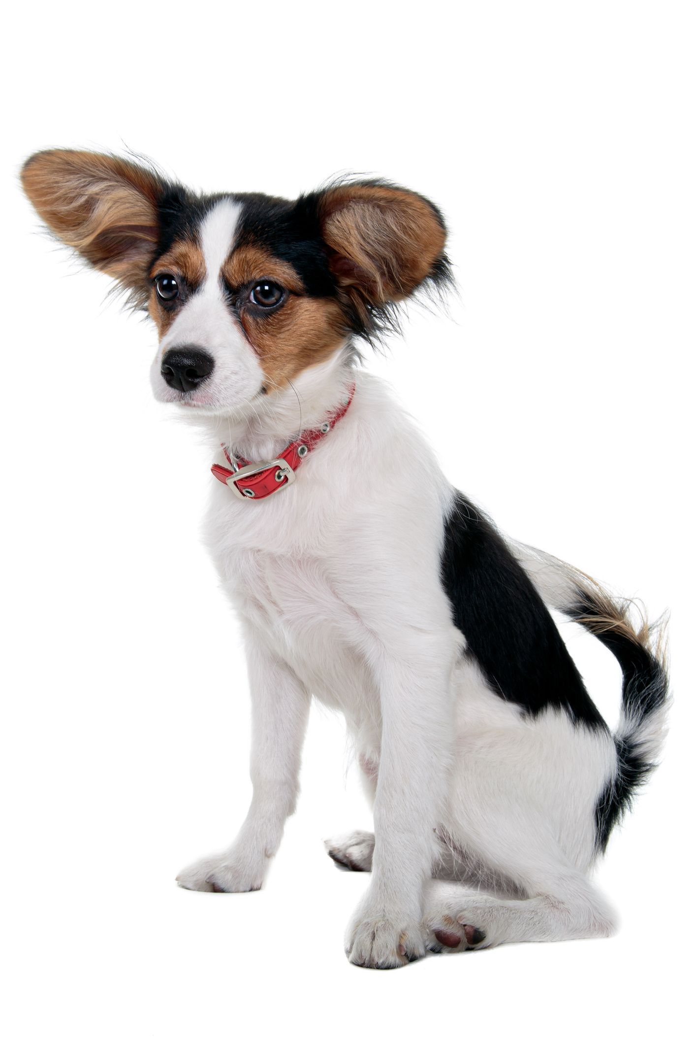 small dog breeds with long ears