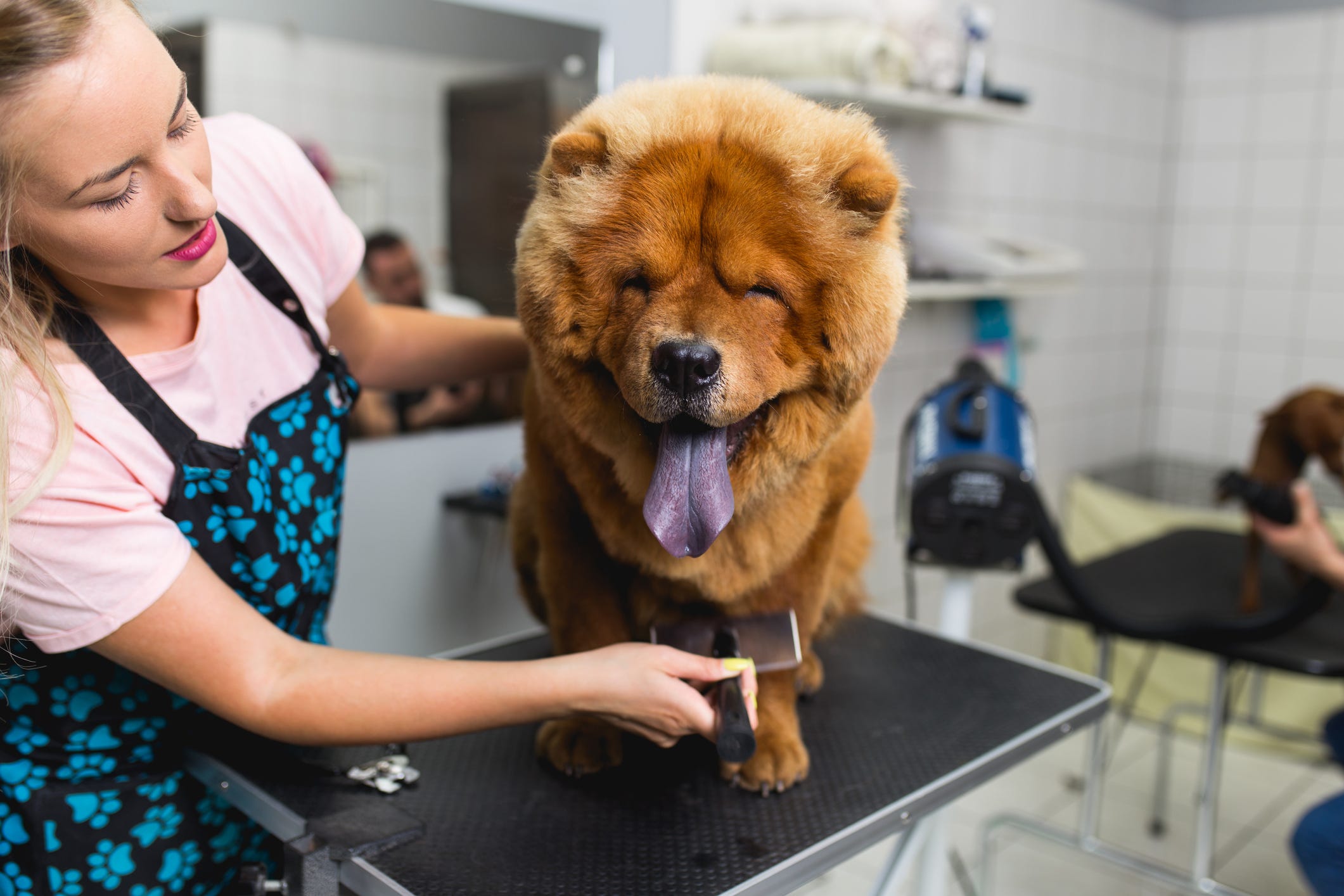 what does it mean when a dogs tongue turns black