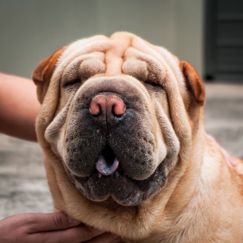 dogs with black tongues - chinese shar pei