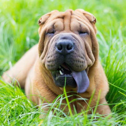 dogs with black tongues - miniature shar pei