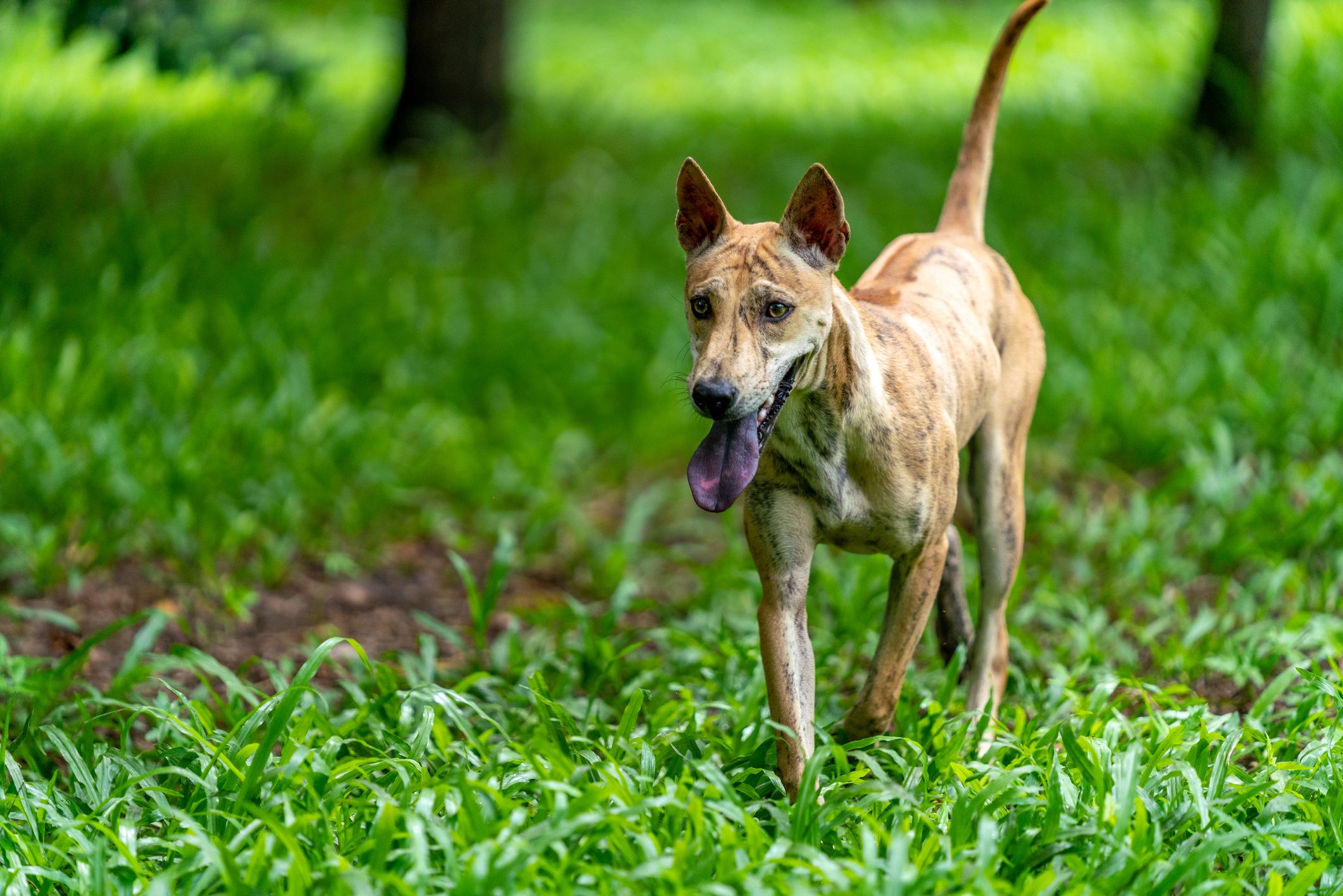 what does a black tongue mean on a dog