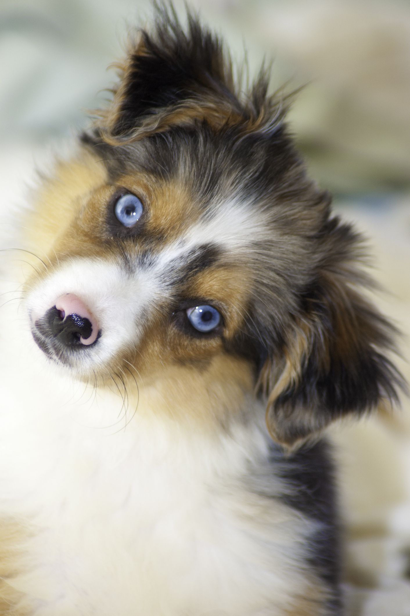 black puppy blue eyes