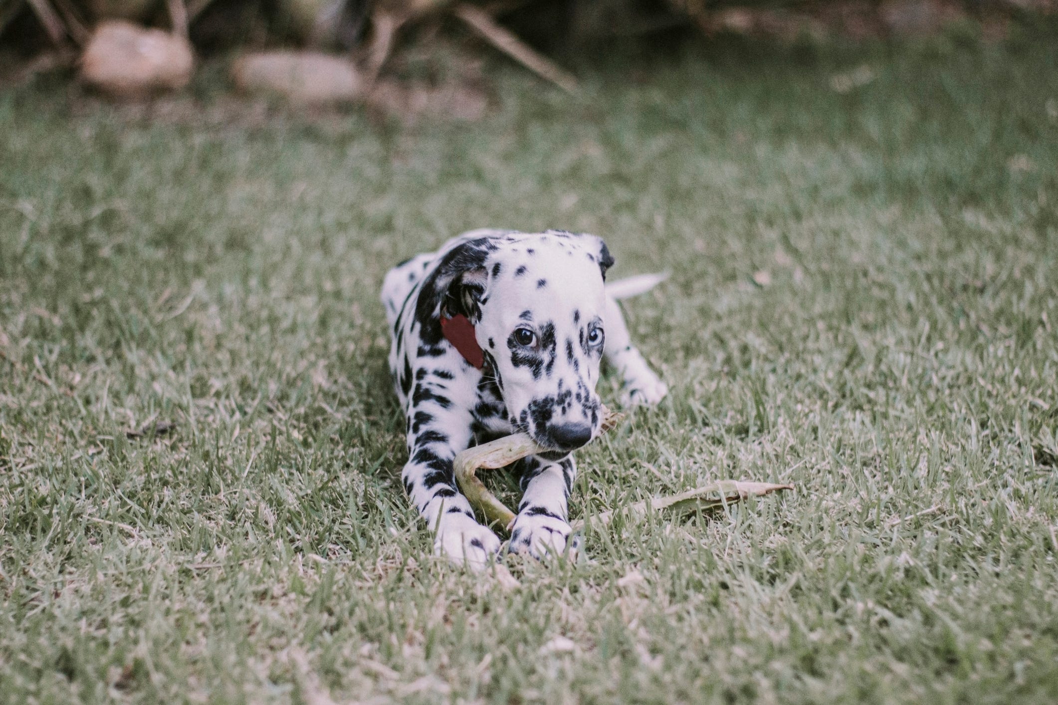 are blue eyed dogs more likely to go blind