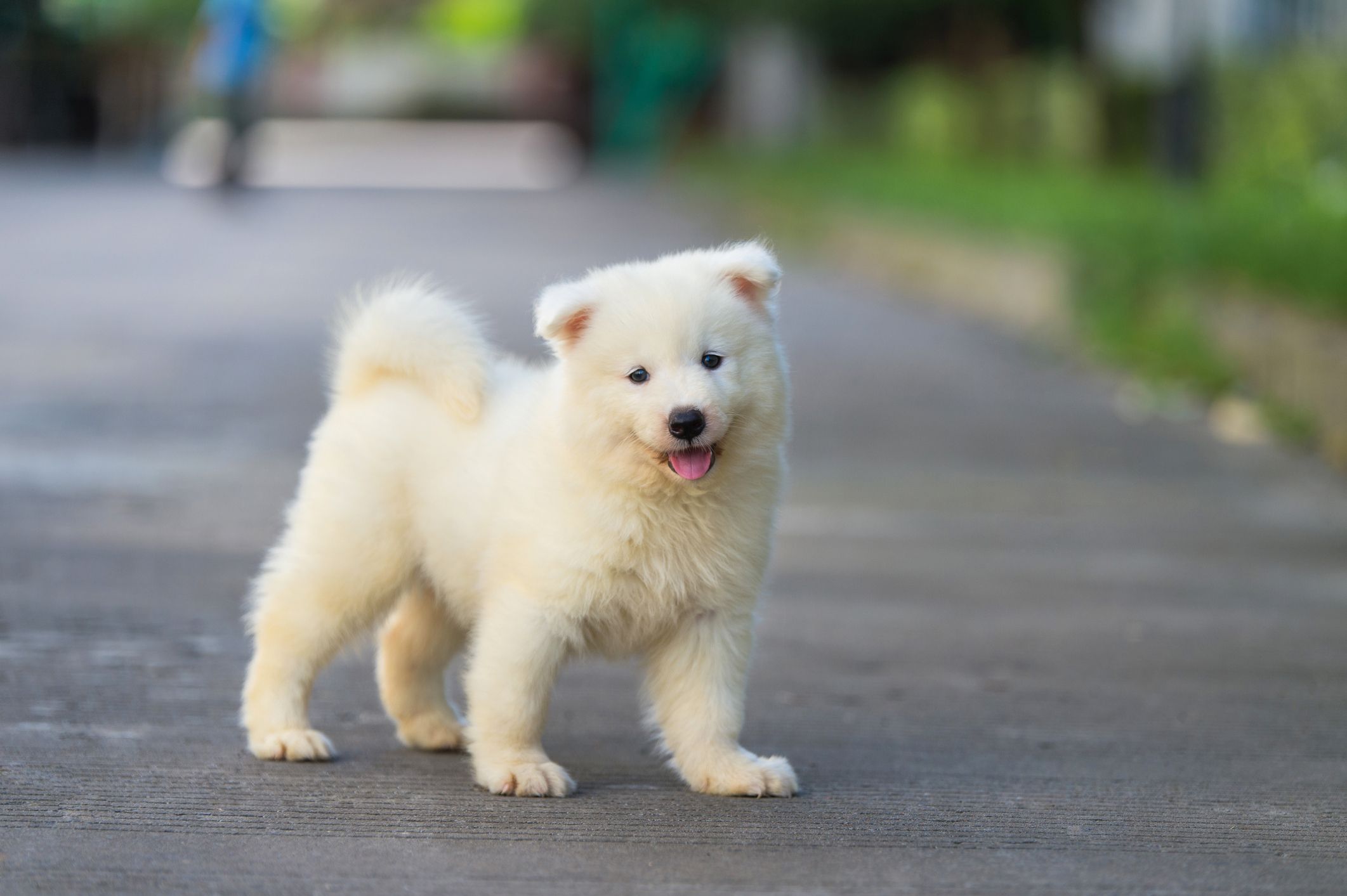 dog breeds with curly tails and floppy ears