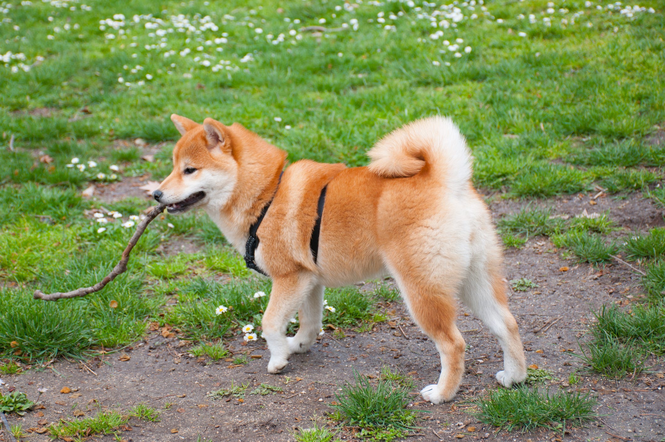 do poodle tails curl