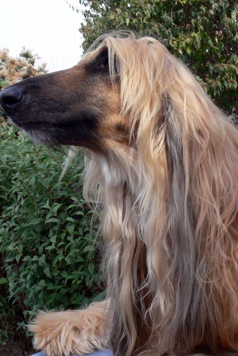 long nose dog afghan hound