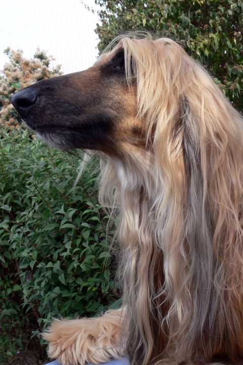 long nose dog afghan hound