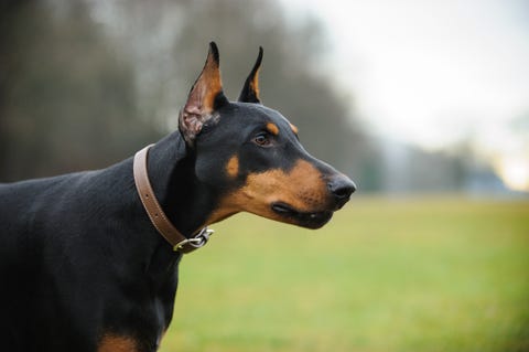 12 Dogs With Long Noses: Dachsund , Greyhounds, and More