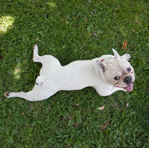  dogs-with-short-legs-french-bulldog 