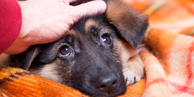 This Is Why You Should Never Pat A Dog On The Head How To Stroke A Dog