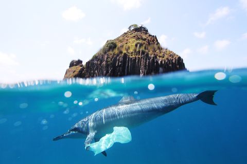 dolphin and plastic bag