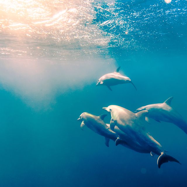 Fun Facts About Dolphins - National Dolphin Day