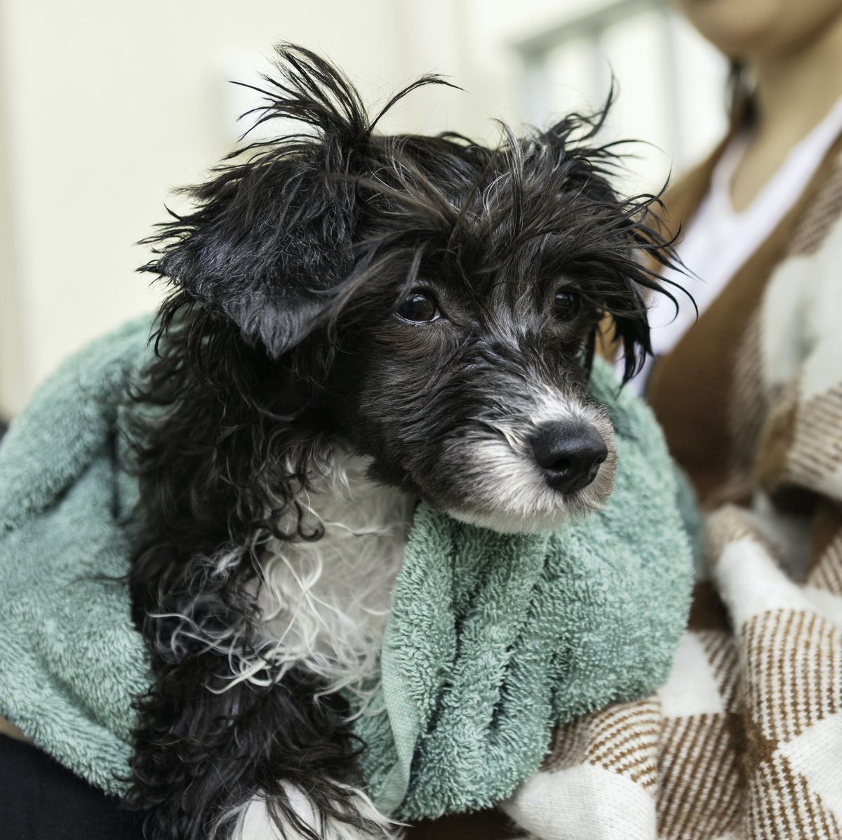 Decluttering? Save These 3 Things For Animal Shelters