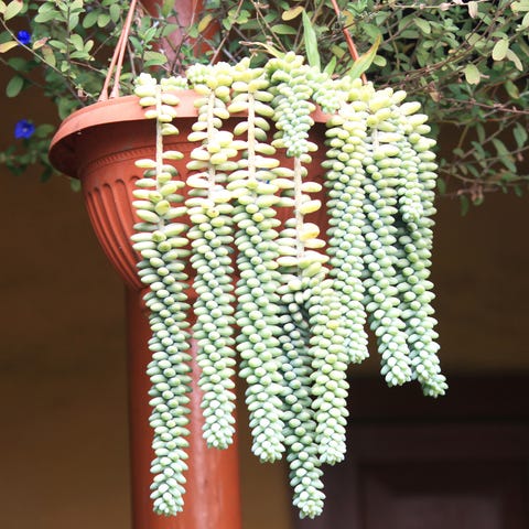 burro tail   indoor hanging plant