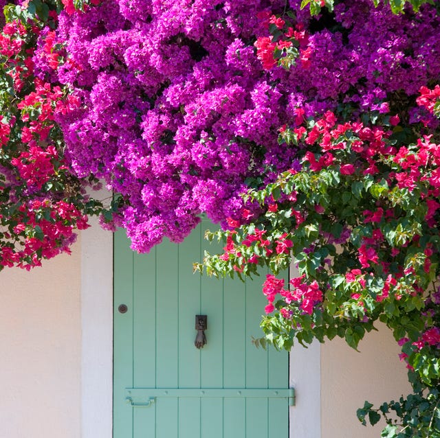 16 Fast Growing Flowering Vines Best Wall Climbing 16 Fast Growing Flowering Vines Best Wall Climbing