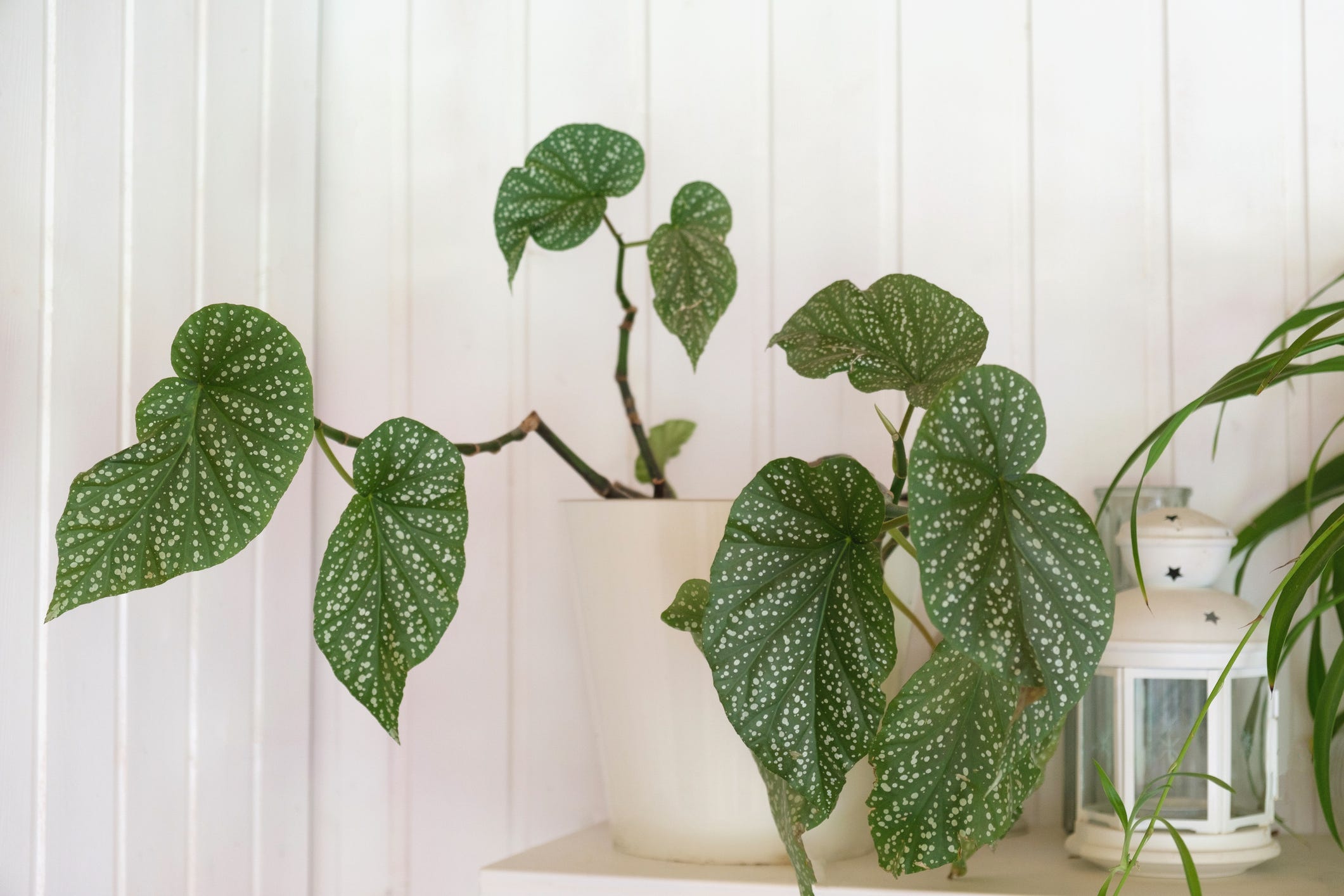 For a Stunning Houseplant, Consider the Angel Wing Begonia