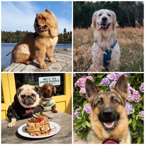 13 Dogs Named As Brand Ambassadors For Canine Cottages