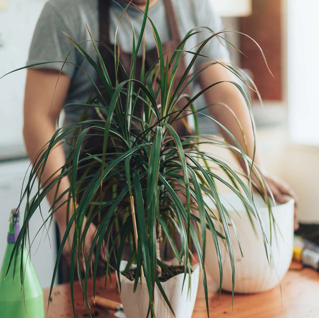 Dracaena dracaena