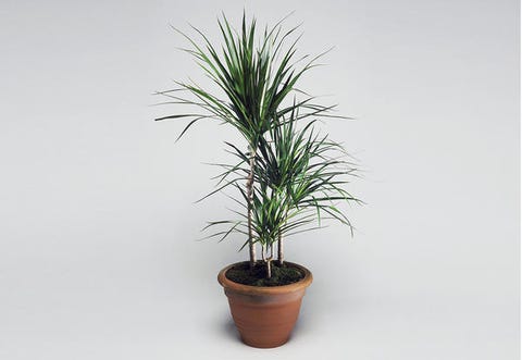 The Best Indoor Plants To Purify Air In Your Bedroom Image