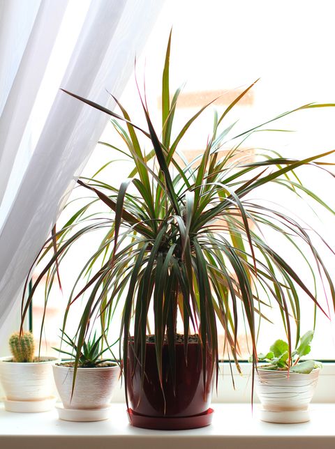 High temp indoor plants