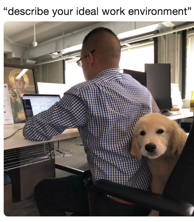 Bringing a dog to work
