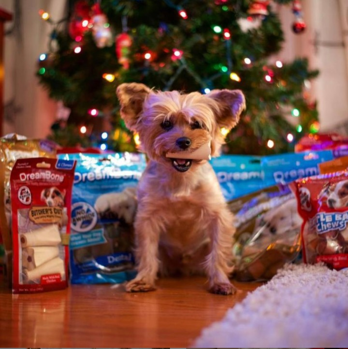 DreamBone #39 s Dog Holiday Advent Calendar Is Available On Amazon DreamBone #39 s Dog Holiday Advent Calendar Is Available On Amazon