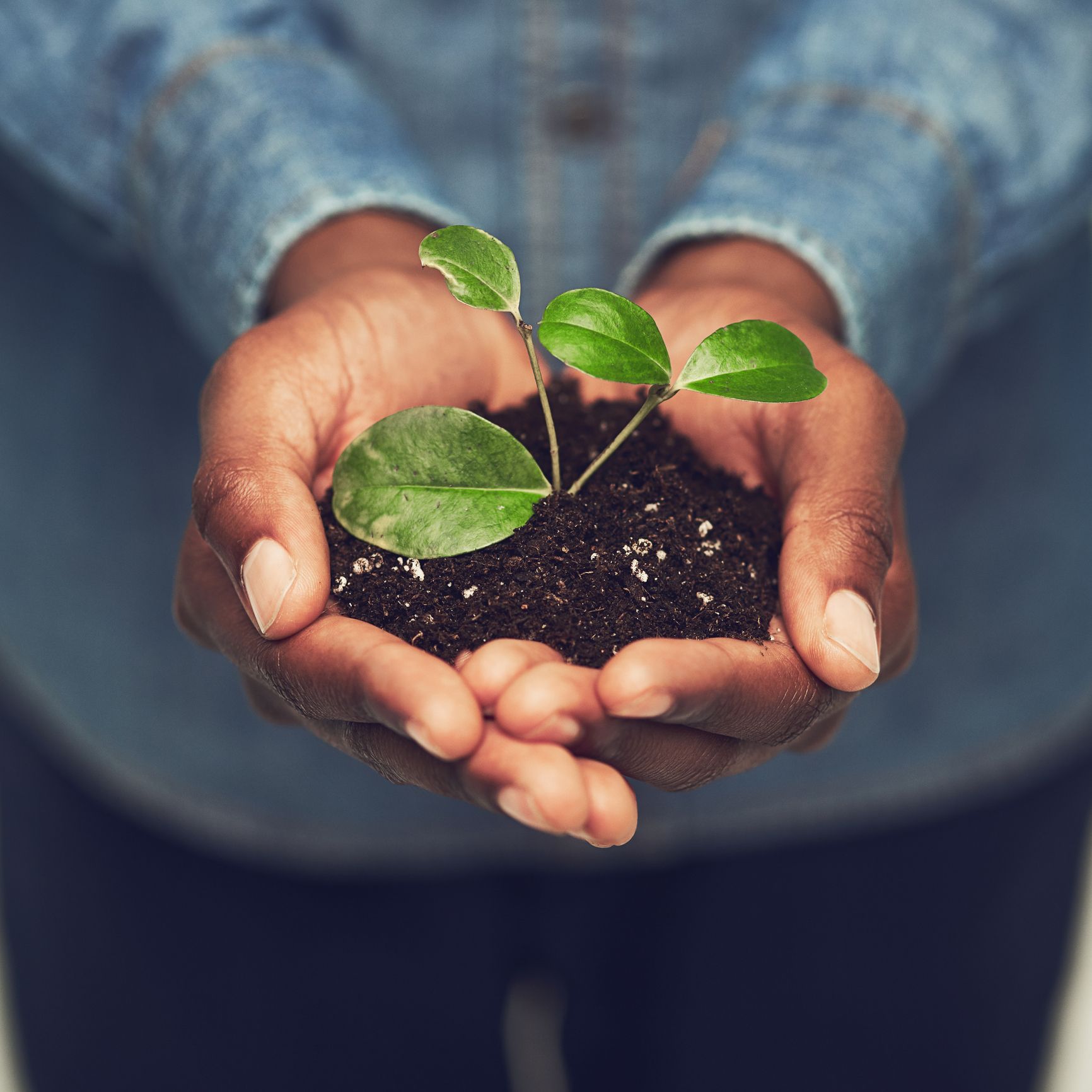 Indoor Vegetable Garden Diy Indoor Garden