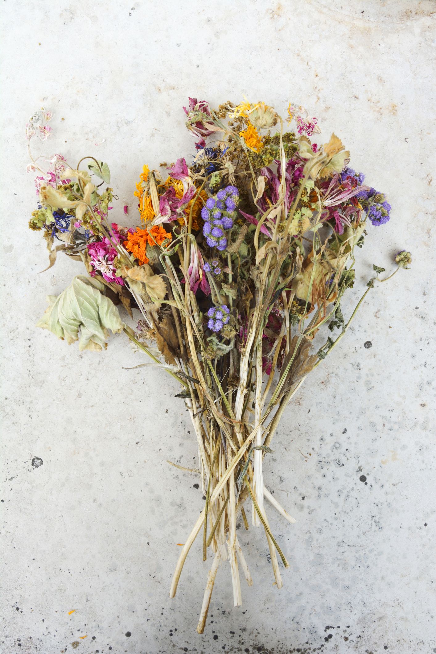 Dried Flowers: Where To Buy, Best 