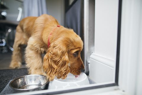 drinking water from dog bowl