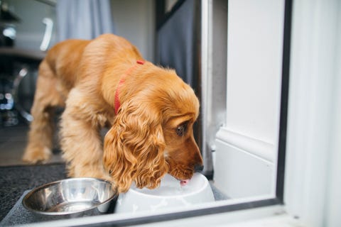 drinking water from dog bowl