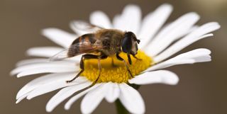 Drone fly, honey bee mimic on oxy daisy