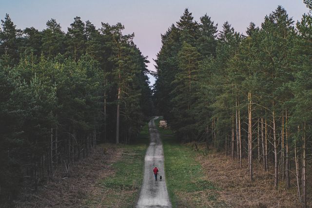 drone view of a man walking his pet dog in the forest