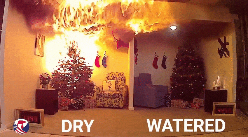 my christmas tree isn t drinking water