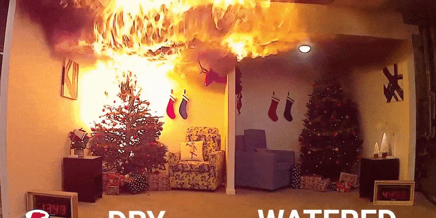 Don't Forget to Water Your Christmas Tree