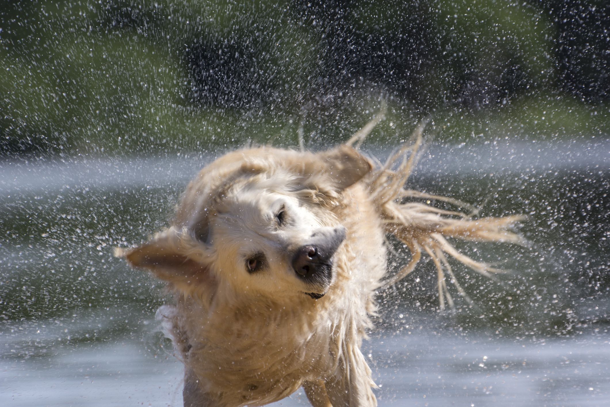 Why Do Dogs Shake Their Bodies When They Wake Up