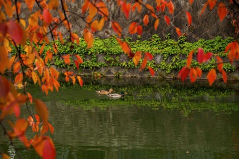 きょうの京 深まる秋 色とりどりに染まる京都 岡崎の紅葉