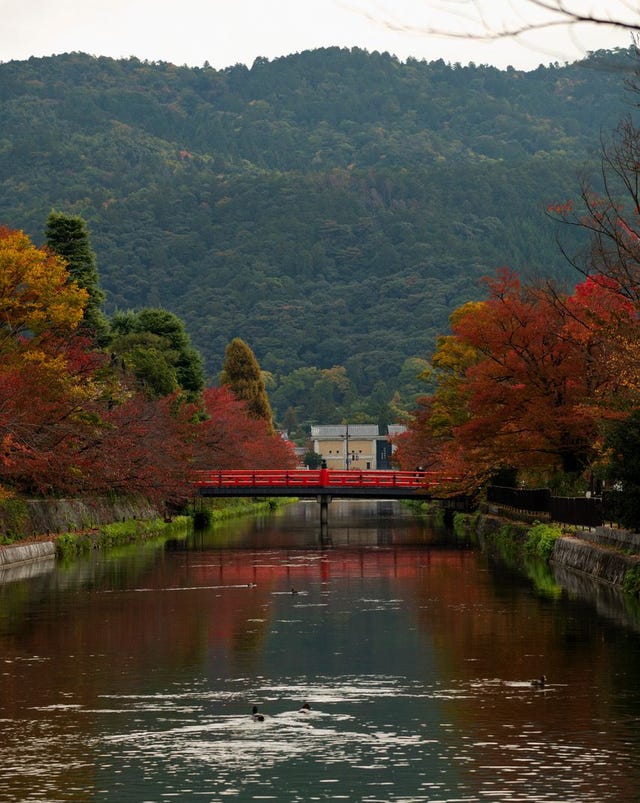 きょうの京 深まる秋 色とりどりに染まる京都 岡崎の紅葉 きょうの京 深まる秋 色とりどりに染まる京都 岡崎の紅葉