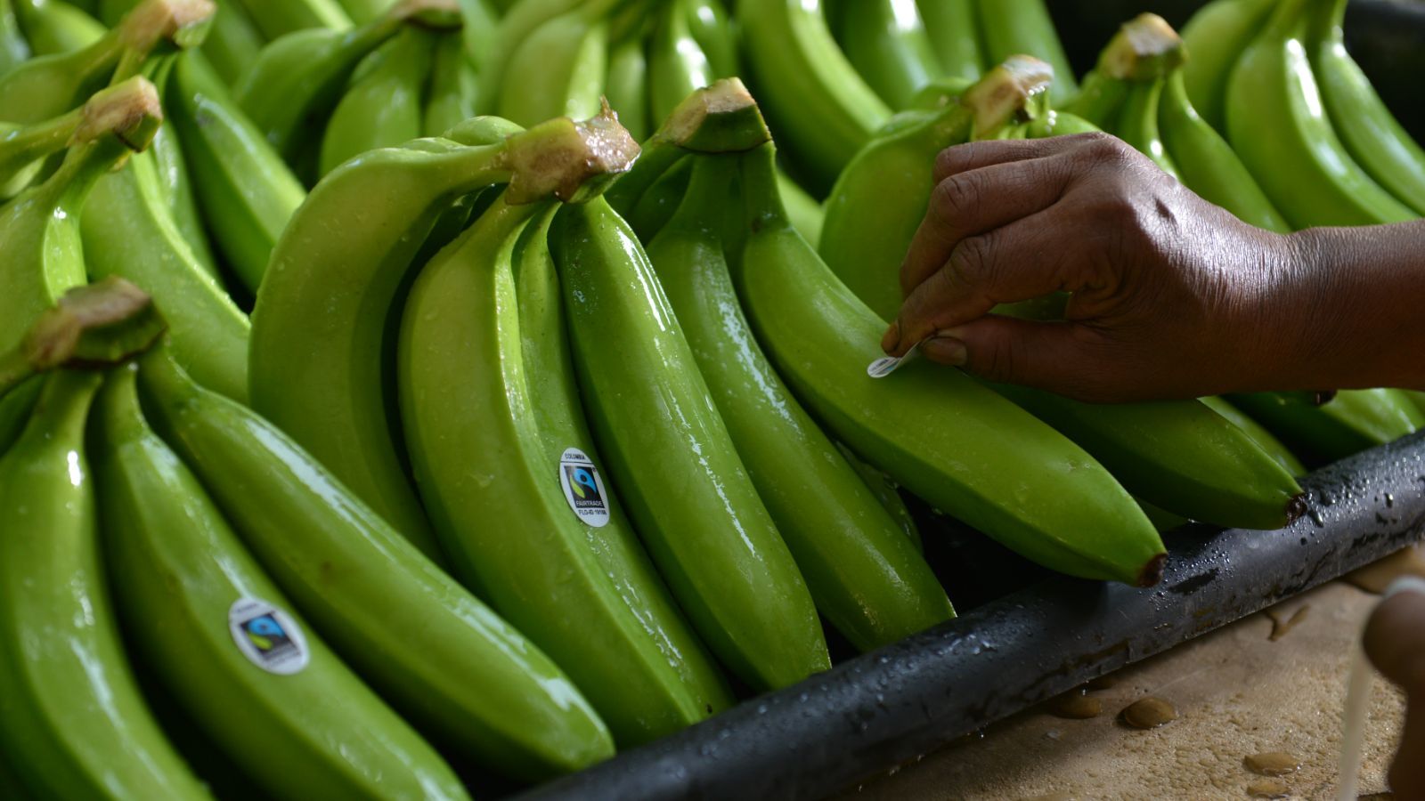 Fysica Rudyard Kipling Activeren Hoe duurzaam zijn onze bananen?