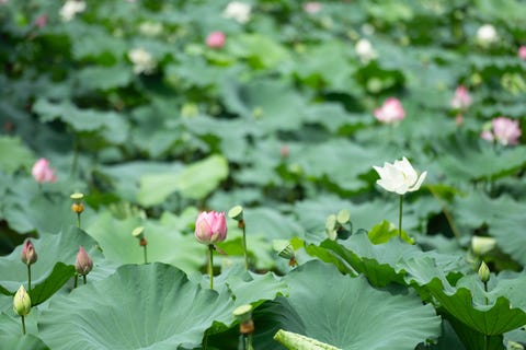 きょうの京 京都 嵯峨野 小倉池に広がる蓮の群生 きょうの京 京都 嵯峨野 小倉池に広がる蓮の群生