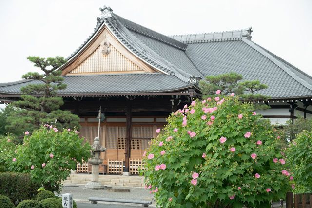 京都・上京区　妙蓮寺で見ごろを迎える芙蓉の花