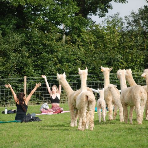 Yoga with Alpacas