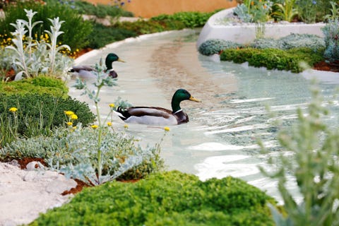 ducks swim on the water feature in the dubai majlis garden at rhs chelsea flower show in london, tuesday may 21, 2019